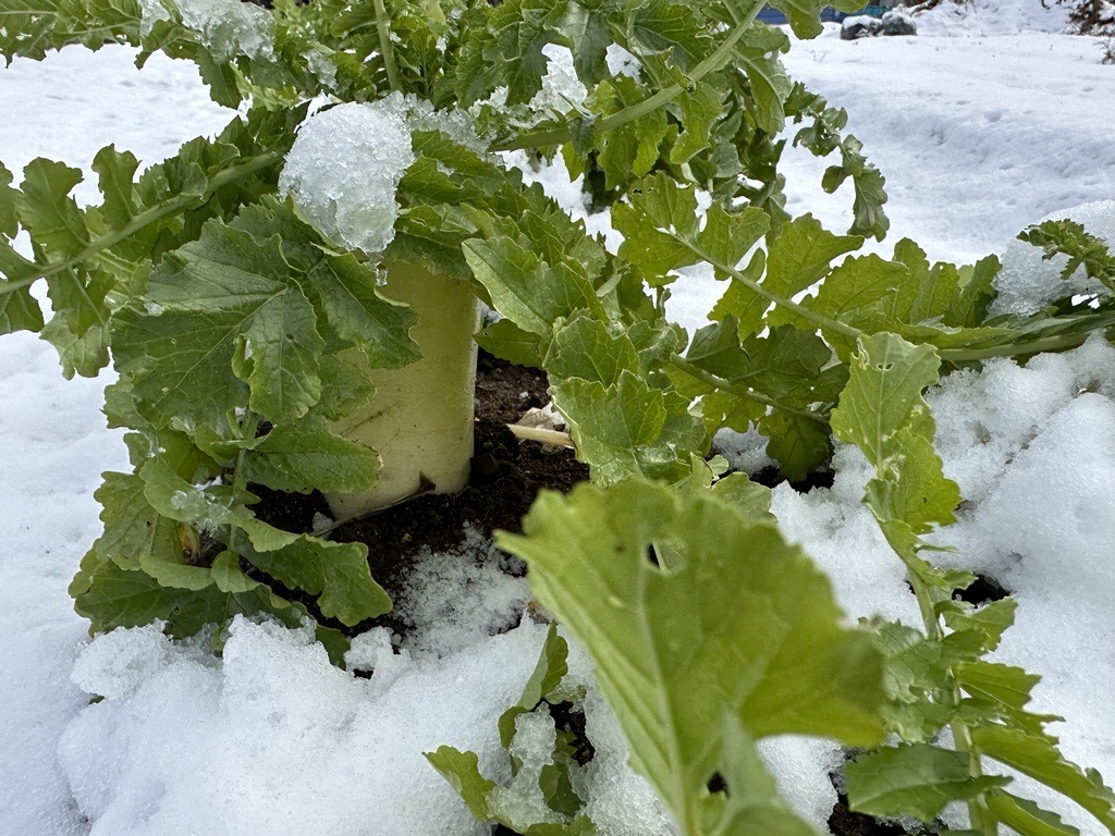 キムラ農園、雪下大根にチャレンジ