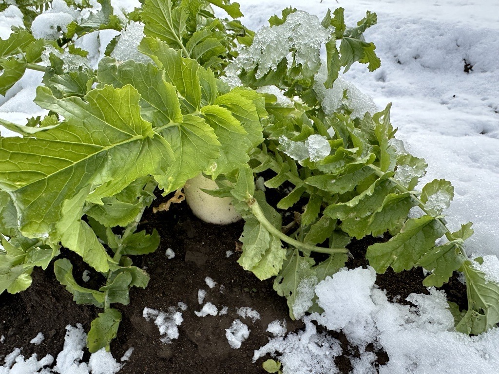 キムラ農園、雪下大根にチャレンジ
